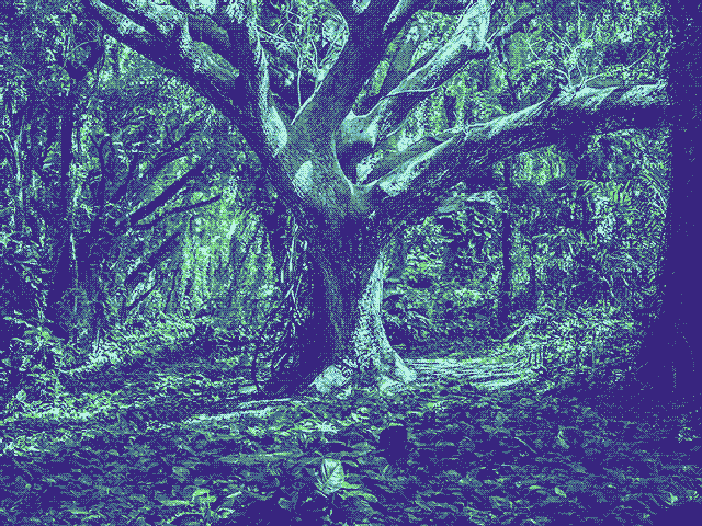 Vast Forest Tree Photo